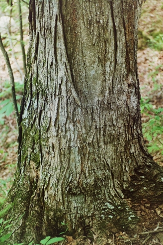 {Acer barbatum}